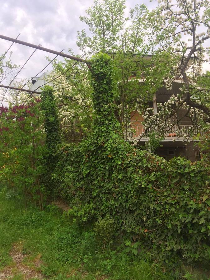 Nino'S Veranda Apartment Telavi Dış mekan fotoğraf